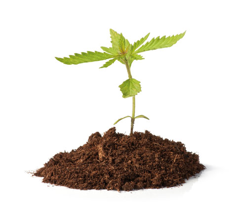 Hemp Leaf